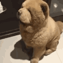 Pupper Dog GIF - Pupper Dog Fluffy GIFs