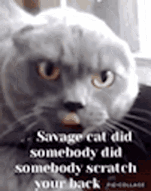 Savagecat Mean GIF - Savagecat Cat Savage GIFs