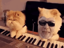 a cat and a man are playing a piano together