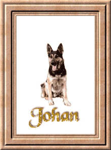 Johan Johan Name GIF - Johan Johan Name Dogs GIFs