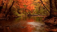 Tree Lake GIF - Tree Lake Autumn GIFs