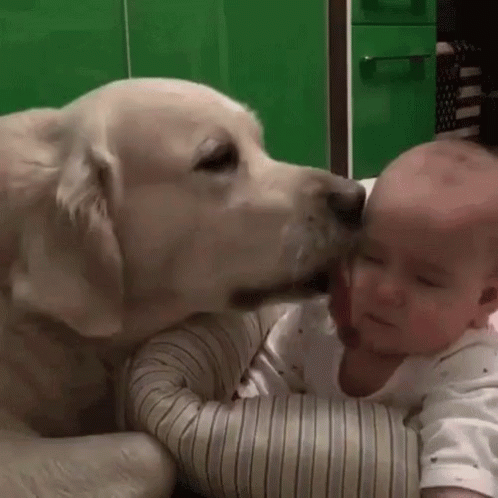 dog and baby cute