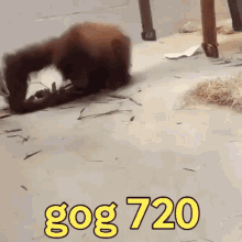 Gog 720 GIF - Gog 720 Monkey GIFs