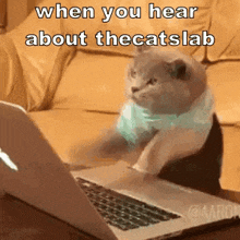 Thecatslab Computer GIF - Thecatslab Cat Computer GIFs