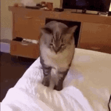 Cat Bless You Hello GIF