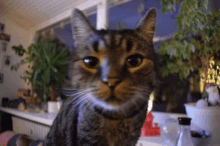 Fiete Cat GIF - Fiete Cat Cute GIFs