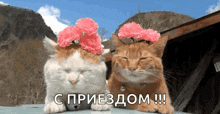 Cat Cats GIF - Cat Cats Flowers GIFs
