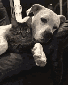 Snuggle Dog GIF - Snuggle Dog Cat GIFs