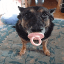 a black and brown dog is holding a pink pacifier in its mouth .