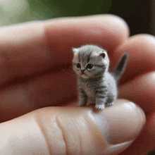 a very small kitten is sitting on a person 's finger .