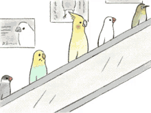 birds escalator