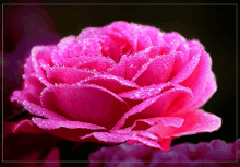 Flower Rose GIF - Flower Rose Sparkle GIFs