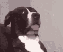 Dogs Funny Look GIF - Dogs Funny Look Shocked GIFs