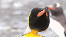 Looking Around National Geographic GIF - Looking Around National Geographic Penguins GIFs