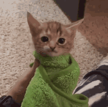 Cat Kitten GIF - Cat Kitten Burrito GIFs