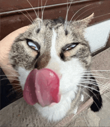 a cat sticking its tongue out and making a face