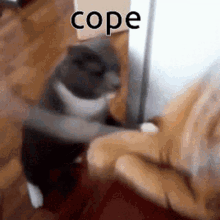 Cope Cat GIF - Cope Cat Cat Cope GIFs