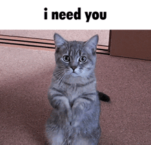 Cat Cat Meme GIF - Cat Cat Meme Funny GIFs
