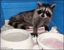 Trash Panda Raccoon GIF - Trash Panda Raccoon Popsicle GIFs