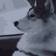 a husky dog is sitting in the back seat of a car .