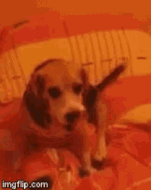 Dog Beagle GIF - Dog Beagle GIFs