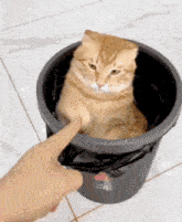 Cat Pointing Finger GIF