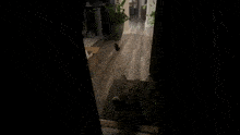 a cat is standing on its hind legs in front of a door