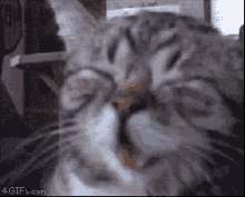 Cute Laughing Cat GIF - Cute Laughing Cat Good Vibes GIFs