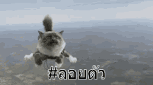 ลอยตัว ล่องลอย GIF - Float Floating Cat GIFs