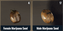 Seeds GIF