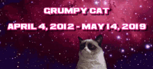 Grumpy Cat Grumpy Cat Sad GIF - Grumpy Cat Grumpy Cat Sad Rip Grumpy Cay GIFs