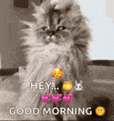 a fluffy cat is sitting on a table with hearts and a honey jar and says `` hey ... good morning '' .
