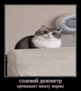 Komaru Cat GIF - Komaru Cat Salt GIFs