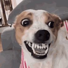 Act Normal Freak Dog GIF - Act Normal Freak Dog Weird Dog GIFs