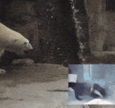 Animal Dance GIF - Animal Dance Otter GIFs