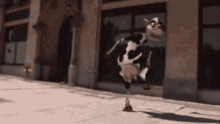 Crazy Cow Dancing GIF - Crazy Cow Dancing Dance GIFs