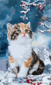 a calico kitten is sitting in the snow with berries and a bird