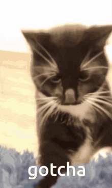 Gotcha Maksas The Cat GIF - Gotcha Maksas The Cat GIFs