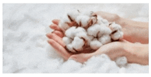 Cotton Biologique GIF - Cotton Biologique GIFs