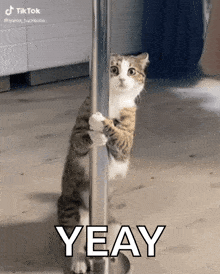 Cat Pole GIF - Cat Pole Dance GIFs