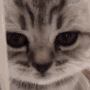 Kitten GIF - Kitten GIFs