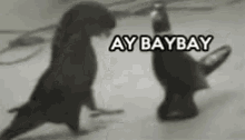 two birds standing next to each other with ay baybay written on the top