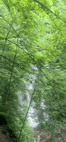 a waterfall in the middle of a forest surrounded by green trees