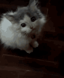 a gray and white cat with a red bell around its neck