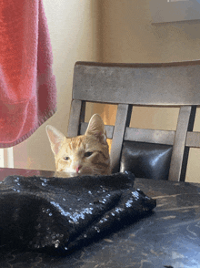 Cat Caught In 4k GIF - Cat Caught In 4k Caught In 4k Meme GIFs