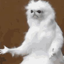 a white cat with sunglasses on its eyes is sitting on a table .