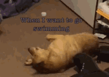 Swim GIF - Dog Floor Dreaming GIFs