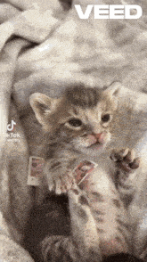 a kitten is laying on a blanket with the word veed written above it