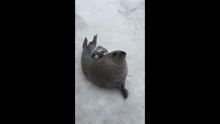 Seal Hit Yourself GIF