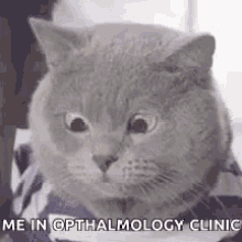 Cat Opthalmology GIF - Cat Opthalmology Clinic GIFs